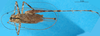 CollectionObject 1575839; 81126c13-112a-4fe2-92eb-dade9ac07671: female, dorsal view. (CollectionObject).