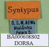 CollectionObject 1595426; 5e1e1297-315d-4e3c-bab2-769be349b2e4: labels (syntype of Symbellia stigmatica). (CollectionObject).