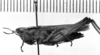 CollectionObject 1565695; 94e02fb1-fe7b-4c8b-bfa7-333b64393654: Image Carbonell, C.S. female, lateral view (syntype). (CollectionObject).