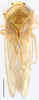 Habitus, dorsal view: Paralaca sordida, dorsal habitus (INHS). (Observation).