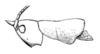 Gonatacanthus pulcher (Bolívar, 1900): Fig. 17a. female head and pronotum, lateral view (pronotum length 6.5 mm). (Otu).