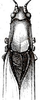 Anaulacomera (Anaulacomera) angustifolia (Saussure, 1859): pronotum and stridulatory area. (Otu).