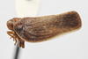 Habitus, lateral view on Euhyloptera antillana Fennah, 1947: (Observation).