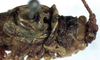 CollectionObject 1531772; NMW 6003, 21196a47-d5e1-46d8-9547-6e6c7b415e1d: male pronotum and tegmina, dorso-lateral view (holotype). (CollectionObject).
