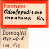 CollectionObject 1505167; 2bd7da55-aaa0-4c2c-abce-c2ff09a4cf40: labels (paratype). (CollectionObject).