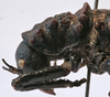 CollectionObject 1539671; 6686b549-8231-4b9f-99f9-f19f48ca5cb1: female pronotum lateral (type). (CollectionObject).