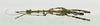 CollectionObject 1573639; f6acee52-2033-4c30-8eb3-14d73784110c: male, dorsal view (paratype). (CollectionObject).