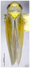 Habitus, dorsal view on Connectivus bifidus Xing & Li, 2012: (Observation).