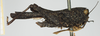 CollectionObject 1580018; ac4ce87a-cce6-4eb0-9027-2e9eab874e69, NHMUK010924584: female, lateral view (holotype). (CollectionObject).