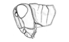 Urubamba aptera Bruner, 1913: Fig. 19. female head and pronotum, lateral view. (Otu).