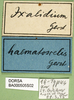 CollectionObject 1502636; 0f8c6cf0-b159-4411-b2c0-f58b502aa440: labels (syntype). (CollectionObject).