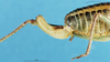 CollectionObject 1507223; d3e54bcd-d960-4472-931c-4c7c19d59d5f: female ovipositor. (CollectionObject).