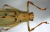 CollectionObject 1503504; 2fc55469-4823-4381-ae3b-3de41807d50e: female pronotum, dorsal view (holotype). (CollectionObject).