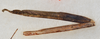 CollectionObject 1557657; USNM(SF IMPORT DUPLICATE) 6979, 77c18e84-e2f7-4abf-824c-6ae28f636772: copyright USNM, Washington. (CollectionObject).