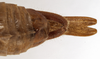 CollectionObject 1529738; c0aec8bb-e67a-4613-be72-98b0157f5cfc: male abdomen tip, dorsal view (holotype). (CollectionObject).
