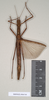 CollectionObject 1557207; NHMUK(SF IMPORT DUPLICATE) 844749, 47bd52d6-3901-4e54-95f5-ff25360d73fa: copyright Natural History Museum, London. female (paratype). (CollectionObject).