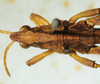 CollectionObject 1498704; 3bf993fa-f4d9-4590-a71f-ebb83badc3be: male head and pronotum, dorsal view. (CollectionObject).