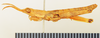 CollectionObject 1518367; d49fed5b-ea39-4bb9-8f40-a488dcb3779f: male, lateral view (holotype). (CollectionObject).