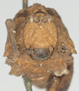 CollectionObject 1576825; 817c978e-77c1-4815-a105-203df4512638: female, frontal view. (CollectionObject).