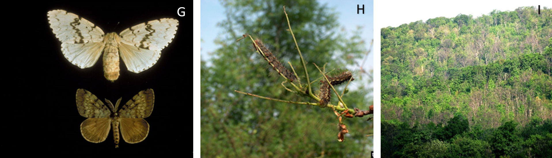 _Lymantria_ _dispar_: (G) female (top) and male (bottom), (H) caterpillars feeding on leaves, (I) defoliated forest