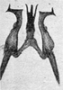 Other on Erythridula brundusa (Robinson, 1924): Aedeagus, connective, and styli. (Observation).