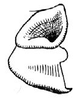 Eubliastes conspersus (Scudder, 1869): Fig. 73. female subgenital plate, lateral view. (Otu).