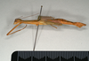 CollectionObject 1559848; 31b82a70-6ea2-4d95-bb1d-5f8c9144f294: copyright MIZ. female, lateral view of Marmessoidea phluctainoides (syntype). (CollectionObject).