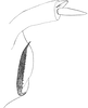 Pygofer, lateral view on Platymetopius (Platymetopius) enatus Dlabola, 1974: Pygofer appendage. (Observation).