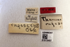 Other on Idiodonus rufescens (Osborn, 1915): (Observation).