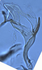 Aedeagus, lateral view: !! display not done !! on Matsumurasca (Solanasca) solana (DeLong, 1931): (Observation).