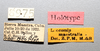 Other on Gaeta maestralis (Metcalf & Bruner, 1925): (Observation).