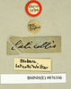 Blaberus atropos (Stoll, 1813): Copyright Natural History Museum, London. Labels from holotype (adult male) of Blabera laticollis Walker, 1868 in BM(NH). (Otu).