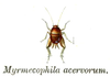 Myrmecophilus (Myrmecophilus) acervorum (Panzer, 1799): Pl. 10. habitus. (Otu).
