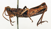 CollectionObject 1595760; e5eaa689-3a94-4b47-90e0-9854b1987e04: male, lateral view (syntype of Chrotogonus occidentalis). (CollectionObject).