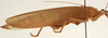 CollectionObject 1534699; ff1d96fe-631e-4577-905a-72d333e070ad: male habitus, lateral view (syntype of Mataeus longipennis). (CollectionObject).
