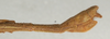 CollectionObject 1558322; 7ff21e99-9d88-4bd6-b952-4f593ddb8293: copyright NMW, Vienna. male: end of abdomen, lateral view (syntype). (CollectionObject).;CollectionObject 1558323; 07044e65-6ba6-459f-9751-16fe7544b36a: copyright NMW, Vienna. male: end of abdomen, lateral view (syntype). (CollectionObject).