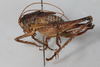CollectionObject 2376971; 40ae0fbc-a9a1-412d-9ba3-14d71215e6f1: Female, lateral view (syntype). (CollectionObject).
