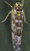 Habitus, dorsal view on Eupteryx (Eupteryx) florida Ribaut, 1936: Habitus (female). (Observation).
