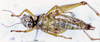 CollectionObject 1505168; 7385c51a-6d36-426e-b166-48d72c77e73d: female, ventral view (paratype). (CollectionObject).