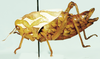 Peringueyacris namaqua (Péringuey, 1916): female, lateral view. (Otu).