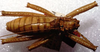 CollectionObject 1507300; 8eaa05bb-16ee-4997-ab53-9899202b2b67: male, dorsal view (holotype). (CollectionObject).