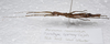 CollectionObject 1584685; 00390158-afee-4f49-96e2-0d3f63d719ab: copyright MBBJ, Bogor. female, lateral view (paratype). (CollectionObject).
