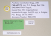 CollectionObject 1561298; NHMUK(SF IMPORT DUPLICATE) 845154, 05cf2fa2-efc1-4a56-a297-175d70c8f48d: copyright Natural History Museum, London. female, data labels (paratype). (CollectionObject).