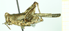 CollectionObject 1586370; 40b28fe3-848c-4dce-9cc4-a18fa8fa1859: female, lateral view. (CollectionObject).