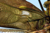Tetraconcha fenestrata Karsch, 1890: male, base of left tegmen (Cameroon, Conradt). (Otu).