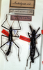 CollectionObject 1557289; NMW 137, b8f51281-12ff-48f4-bbcb-3f4151c9d43e: copyright NMW. male (lectotype) & female (paralectotype). (CollectionObject).