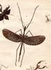 from Stoll. male of Anchiale maculata [type species]. Depicts Anchiale Stål, 1875, an Otu.