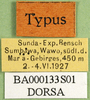 CollectionObject 1501660; 8fbcc921-acd9-4cdf-96a2-99effe0bdacd, DORSA BA000133S01: labels (holotype). (CollectionObject).
