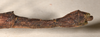 CollectionObject 1562085; 4df377aa-8c7e-43ea-883a-418c911828b5: copyright OUMNH. female: end of abdomen, lateral view (syntype). (CollectionObject).;CollectionObject 1562086; de1335ae-5318-468c-8703-16e1e6fc2d2c: copyright OUMNH. female: end of abdomen, lateral view (syntype). (CollectionObject).