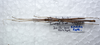 CollectionObject 1575937; 86c47283-eee8-4191-a027-c30166e008b3: copyright SPM, Kinabalu. male, dorsal view (paratype). (CollectionObject).